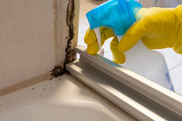 Best Post-Flood Mold Remediation in Hagerstown, MD
