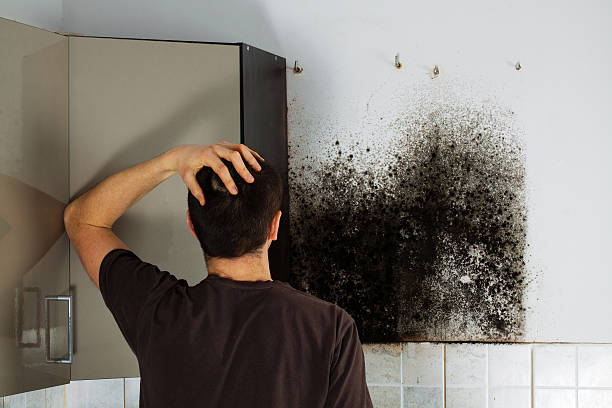Best Bathroom Mold Remediation in Hagerstown, MD
