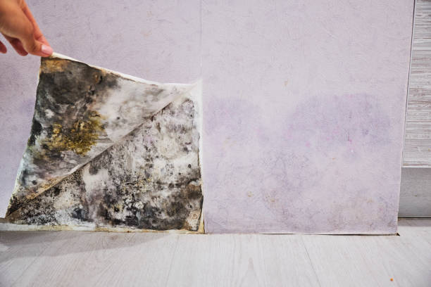 Best Health and Safety Mold Remediation in Hagerstown, MD